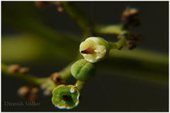 Cayratia trifolia